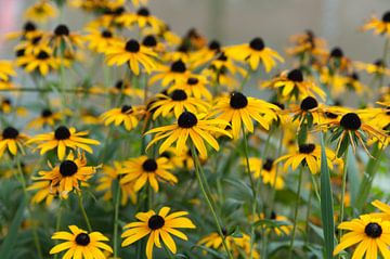Yellow flowers von Anita van Hengel
