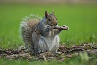 Squirrel in Montreal