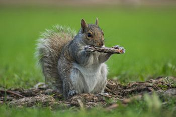 Eichhörnchen in Montreal