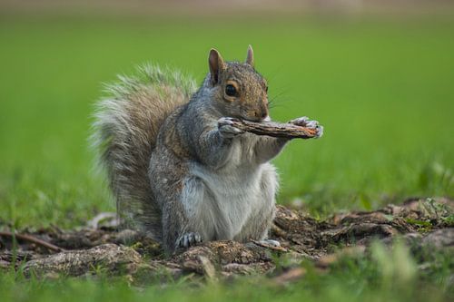 Écureuil à Montréal