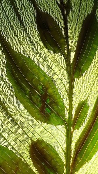 Transparency by Hen Geelen