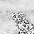 Krachtige blik - cheetah van Sharing Wildlife thumbnail
