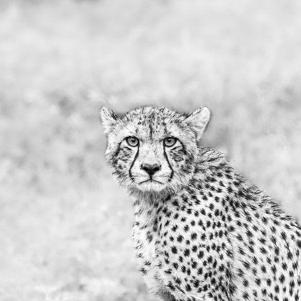 Krachtige blik - cheetah van Sharing Wildlife