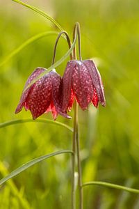 Die wilde Kiebitzblüte, Fritillaria meleagris