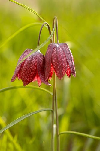 The wild lapwing flower, Fritillaria meleagris