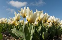Tulpen