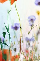 Poppies and cornflowers