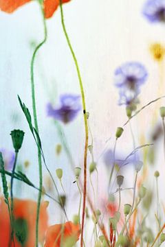 Mohnblumen und Kornblumen von Markus Wegner