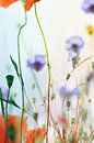 Klaprozen en korenbloemen van Markus Wegner thumbnail