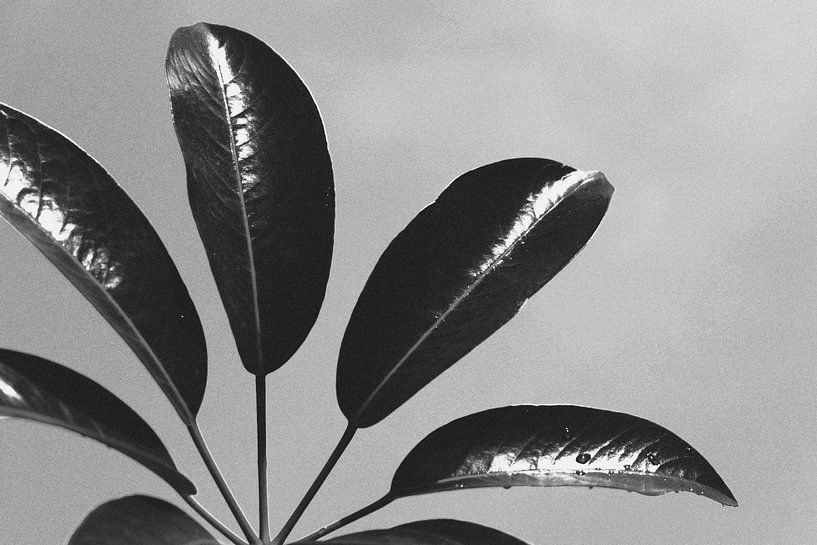 Blätter von Walljar