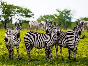 Vier Zebra's
