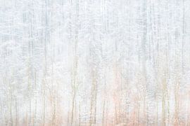 Winterse bomen België | Natuurfotografie van Nanda Bussers