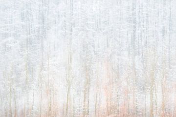 Winterse bomen België | Natuurfotografie van Nanda Bussers