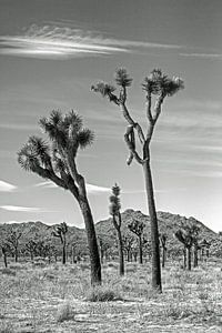 Joshua-Baum-Nationalpark schwarz-weiß