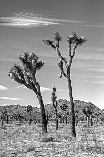 Joshua Tree National Park zwart wit