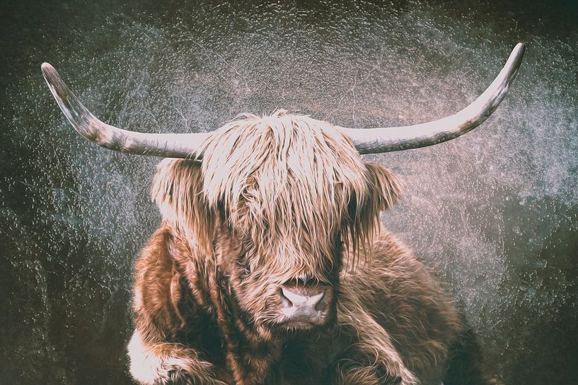Scottish Highland Cattle by Thomas Heitz