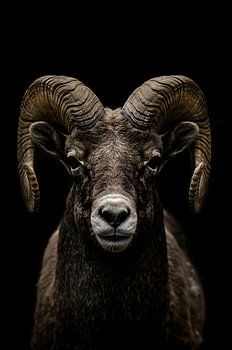 Krachtige close-up van een ram in zwart en wit