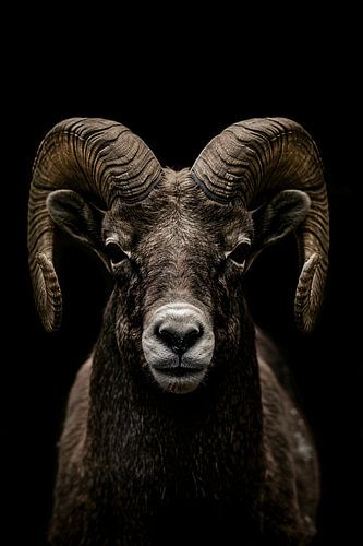 Krachtige close-up van een ram in zwart en wit