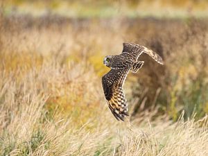 Vögel | Sumpfohreule auf der Jagd über den Salzwiesen bei Lauwersmeer von Servan Ott