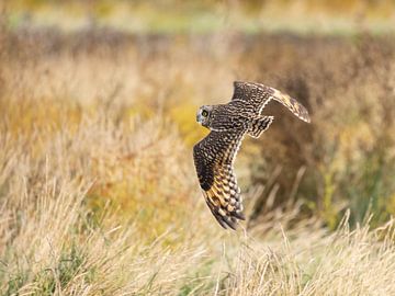 Birds | Short-eared owl hunting over the salt marshes near Lauwersmeer by Servan Ott
