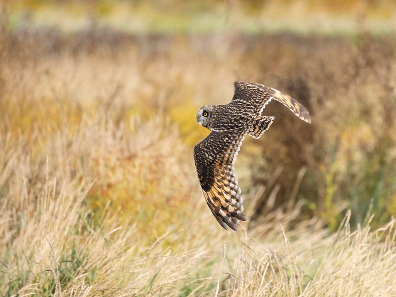 Vögel | Sumpfohreule auf der Jagd über den Salzwiesen bei Lauwersmeer von Servan Ott