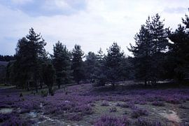 Es dunkelt schon in der Heide