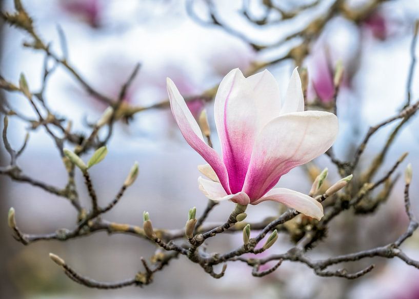 Fleurs de magnolia roses et blanches par ManfredFotos