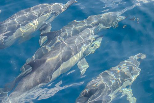 Dauphins, Madère sur Nynke Altenburg
