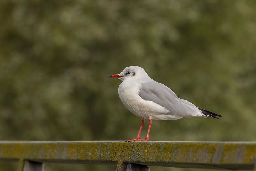 Kokmeeuw op een brugleuning in Cadzand-bad van John van de Gazelle fotografie