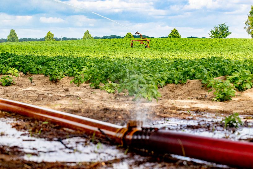 Dans la banlieue de Roermond, un agriculteur arrose sa terre. Tous les gestionnaires de l'eau aux Pa par Niels Wenstedt