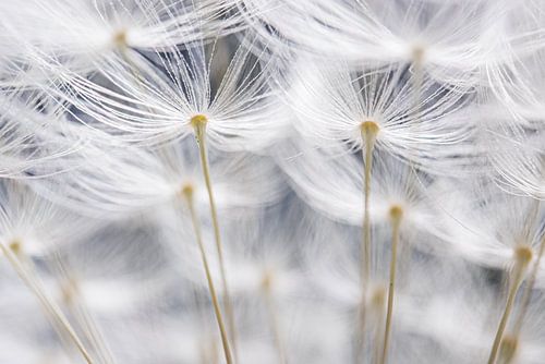 Een wit dakje van pluisjes van de paardenbloem