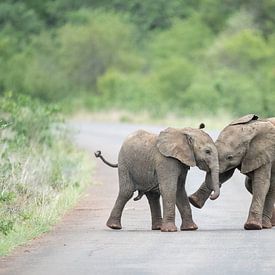 Jouer aux éléphants 2 sur Inez Allin-Widow