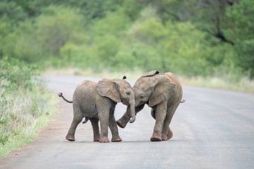 Jouer aux éléphants 2 sur Inez Allin-Widow