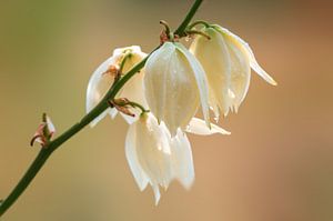 Witte bloemen van Mario Plechaty Photography