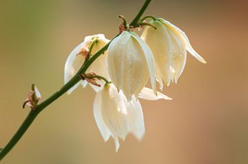 Weiße Blüten von Mario Plechaty Photography