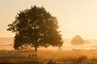 Sonnenaufgang mit Nebel von Piet Haaksma Miniaturansicht