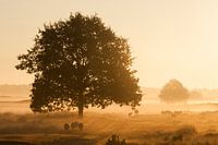 Zonsopkomst met nevel