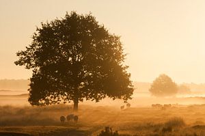 Zonsopkomst met nevel