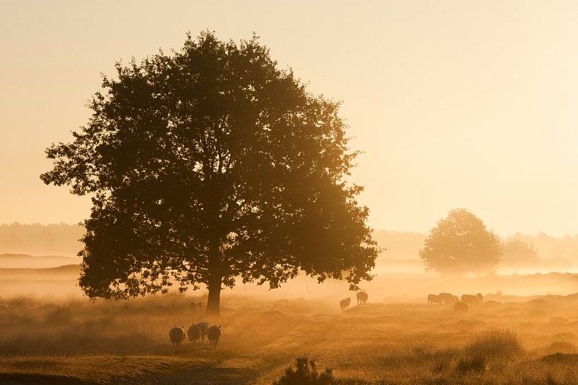 Sonnenaufgang mit Nebel von Piet Haaksma