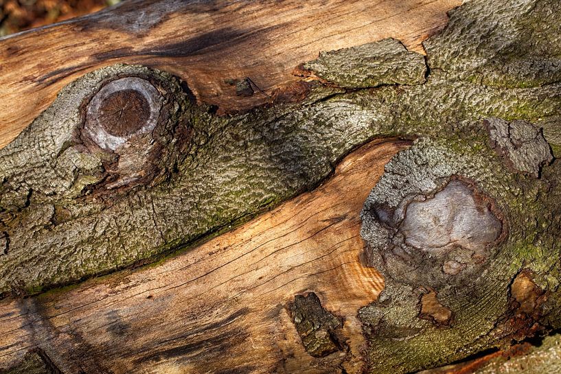 Trunk by Rob Boon