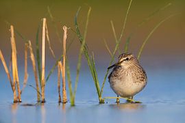 Wood Sandpiper, Tringa glareola
