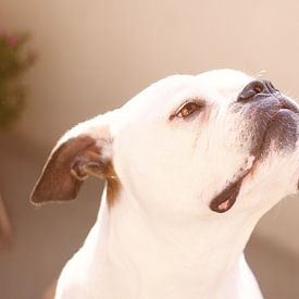 Hond geniet van het voorjaar van Arti Elvi