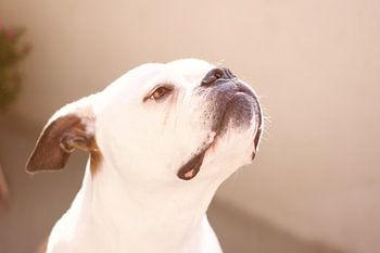 Hond geniet van het voorjaar