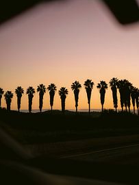 Palm trees in the Algarve by Raisa Zwart Travel Photography Prints