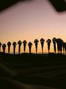 Palmen an der Algarve von Raisa Zwart Miniaturansicht