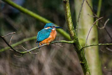 IJsvogeltje op tak, kingfisher on tree van Corrine Ponsen