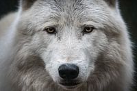 Alpha Arctic Wolf's Head