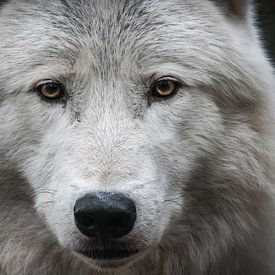 Alpha Arctic Wolf's Head van UnkczY