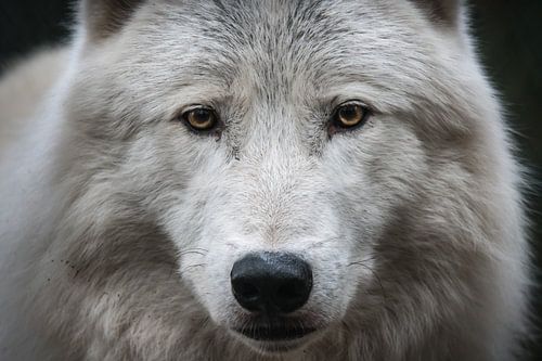 Tête de Loup arctique alpha