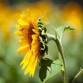 Sunflower with flying bee by Leo van Valkenburg